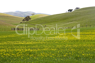 SPRINGTIME FARM