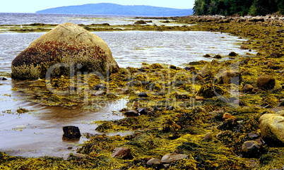 Seacoast, Rocks and Seaweed