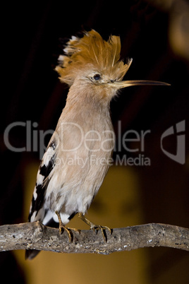 Hoopoe bird raising the comb