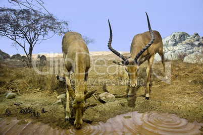 Female and male Impala drinking at