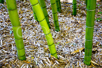 BAMBOO EXAGGERATED