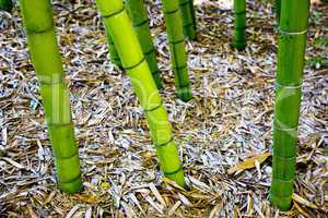 BAMBOO EXAGGERATED