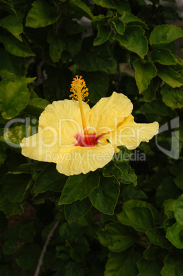 Yellow hibiscus, Hawaii
