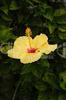 Yellow hibiscus, Hawaii