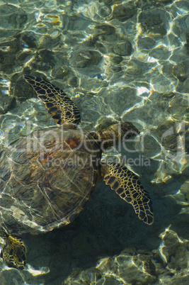 Green sea turtle, Hawaii