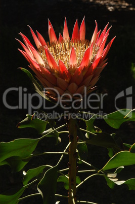 King protea, Maui