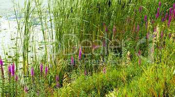 Freshwater Wetland Bog