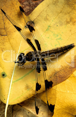 Twelve-spot Skimmer Dragonfly