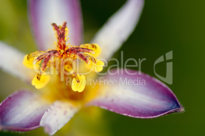 Yellow and Purple Flower