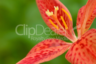 candy lily red flower