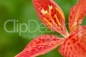 candy lily red flower