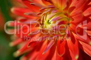 Flowering red Dahlia