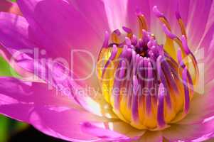 lilac and yellow Water Lily