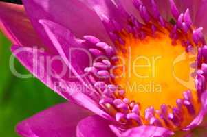 purple and yellow Water Lily flower