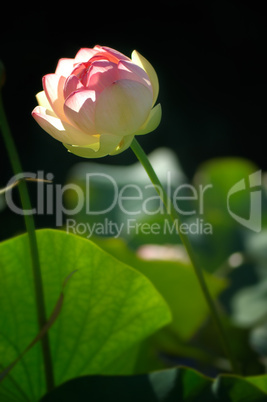 white and pink Lotus flowering