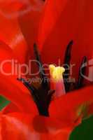 red tulip tulipa tulipe rouge