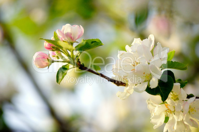 flowering apple tree in spring