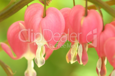 pink flower heart dicentra eximia