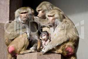 Baboon family
