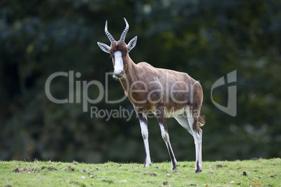 Impala