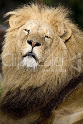 Male lion