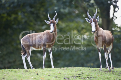 Two Impalas