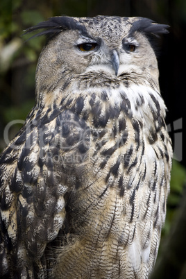 Great Horned Owl