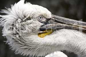 Pelican face