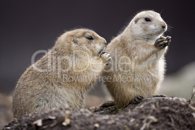 Two Black tailed Prairie Dogs