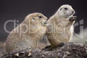 Two Black tailed Prairie Dogs