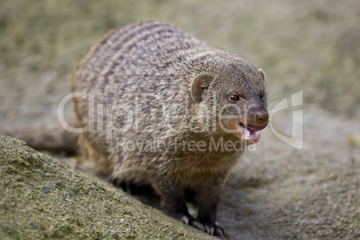 The banded mongoose