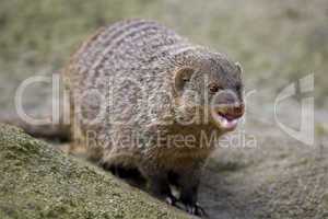 The banded mongoose