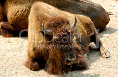 Bison, Largest American Animal