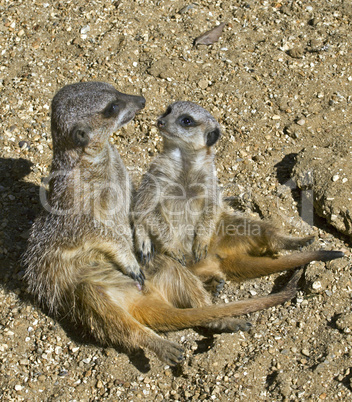 Meerkat Mother and Kit