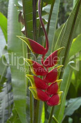 Hanging heliconia