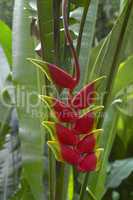 Hanging heliconia