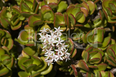 Jade plants in bloom