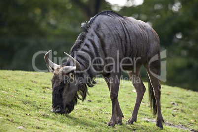 Blue Wildebeest