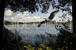 Flying Herring Gull