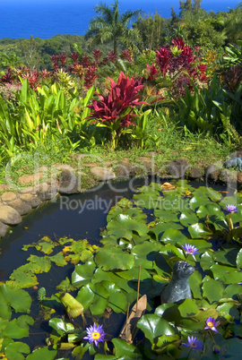 water lilies and ti plants