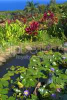 water lilies and ti plants