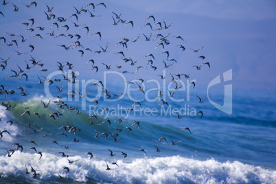 SANDERLINGS IN FLIGHT