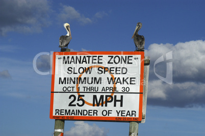 Brown pelicans & sign on Homosassa