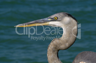 Great blue heron portrait