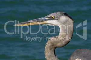 Great blue heron portrait