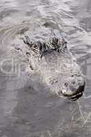 Alligator surfacing muddy water