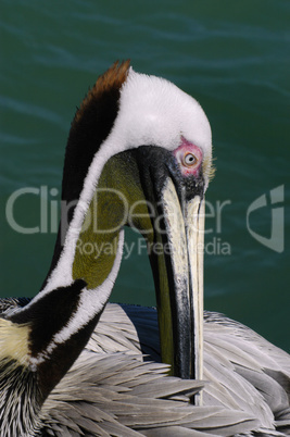 Brown pelican, preening