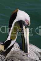 Brown pelican, preening