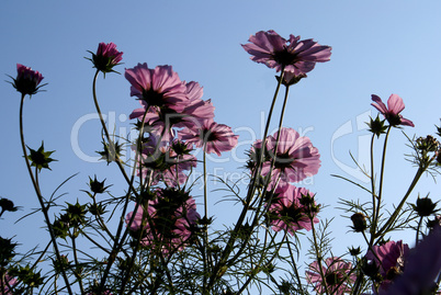 Purple flowers