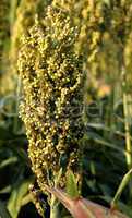 Mature Corn, Fruit Cob, Stalk